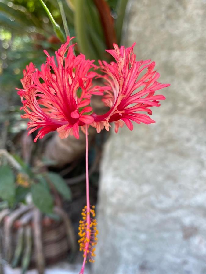 פסקרה Le Ortensie In Centro E Vicino Al Mare מראה חיצוני תמונה
