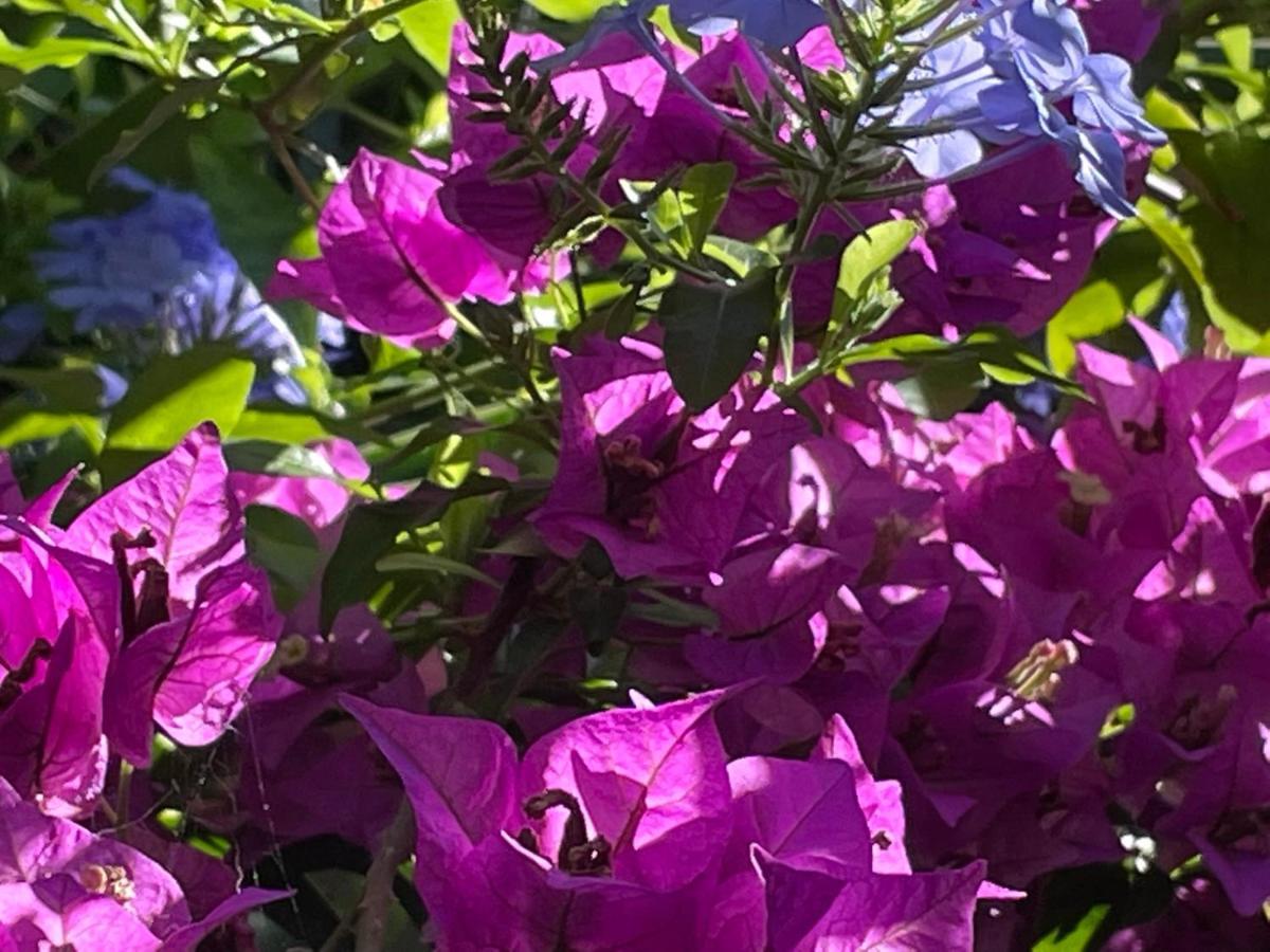 פסקרה Le Ortensie In Centro E Vicino Al Mare מראה חיצוני תמונה