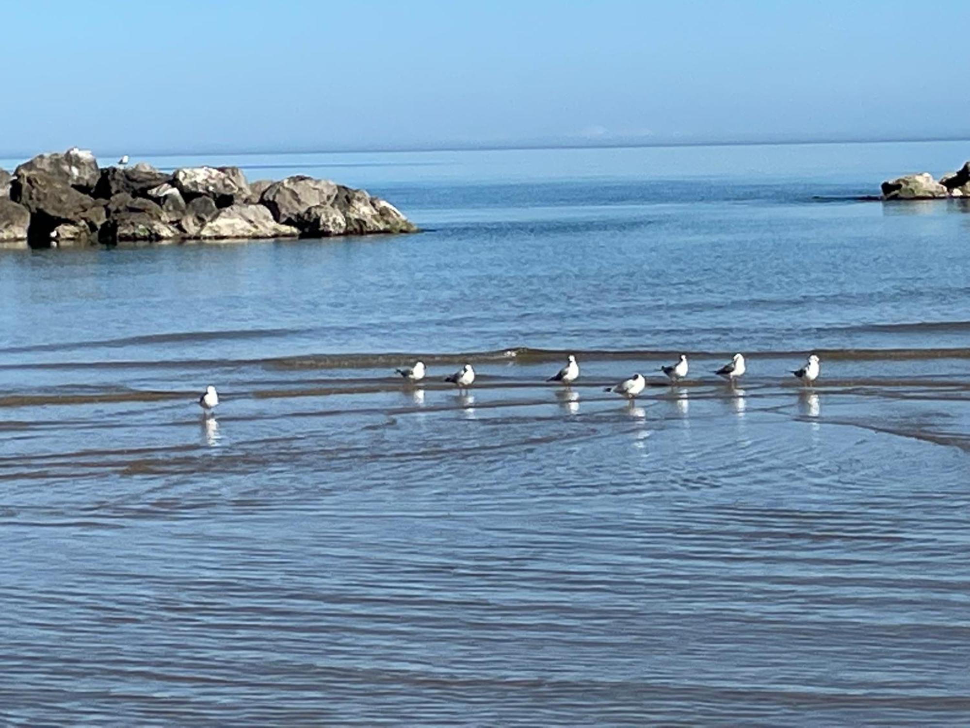 פסקרה Le Ortensie In Centro E Vicino Al Mare מראה חיצוני תמונה
